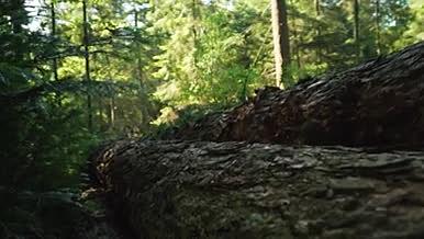 树木森林旅行拍摄实拍视频的预览图
